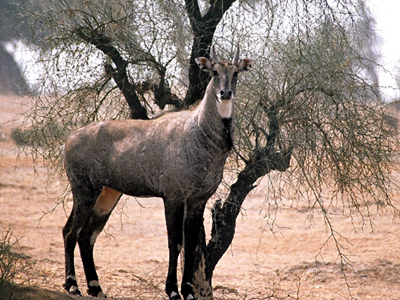 Camel Cart Rides In Surajgarh